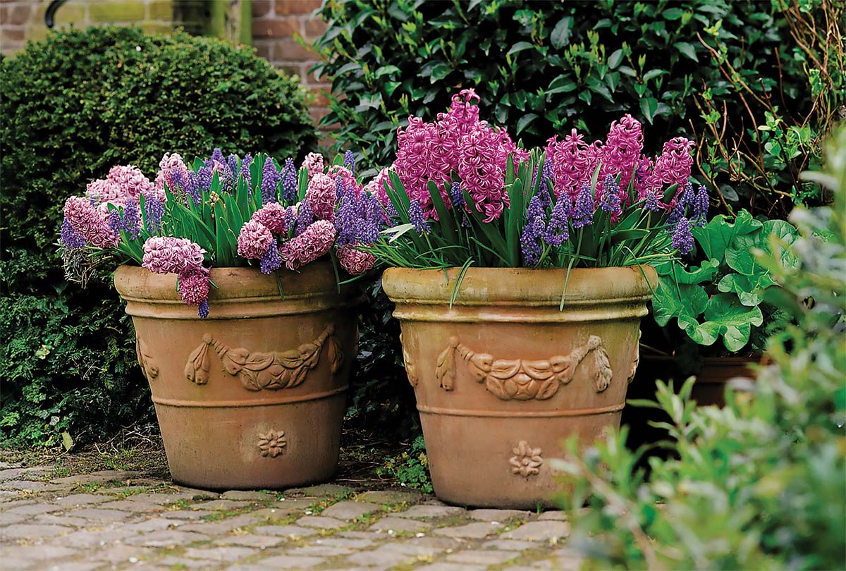 How to Plant Spring Bulbs in Pots
