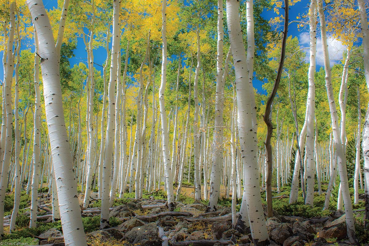 Celebrate Arbor Day at Red Butte Garden