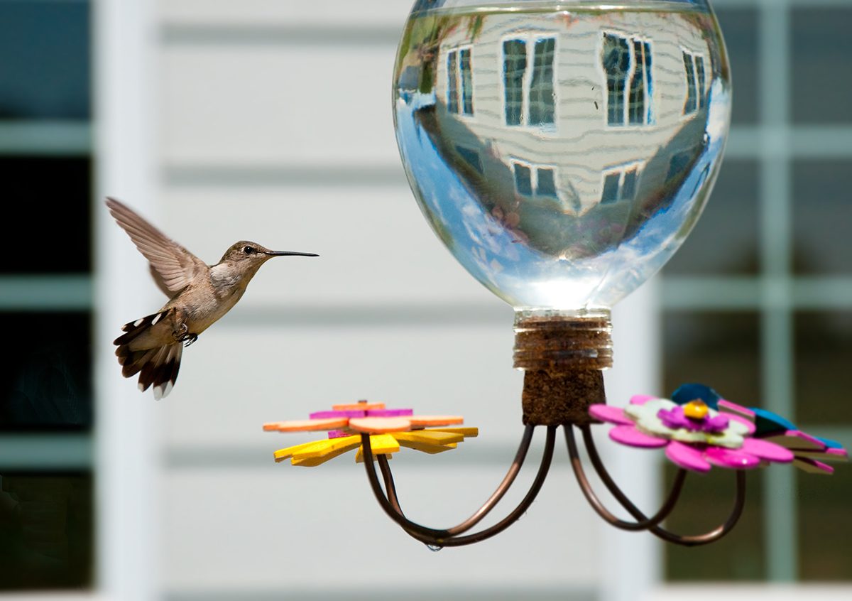 Cheep Eats: Eight Stylish Bird Feeders
