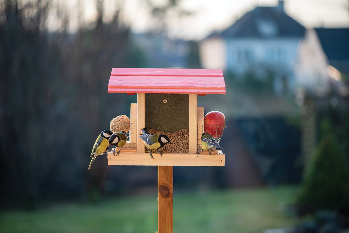 Four Ways to Create a Bird-Friendly Yard