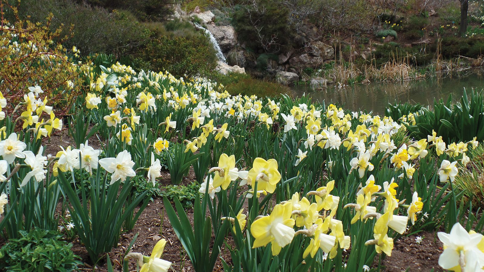 Daffodil Dig In