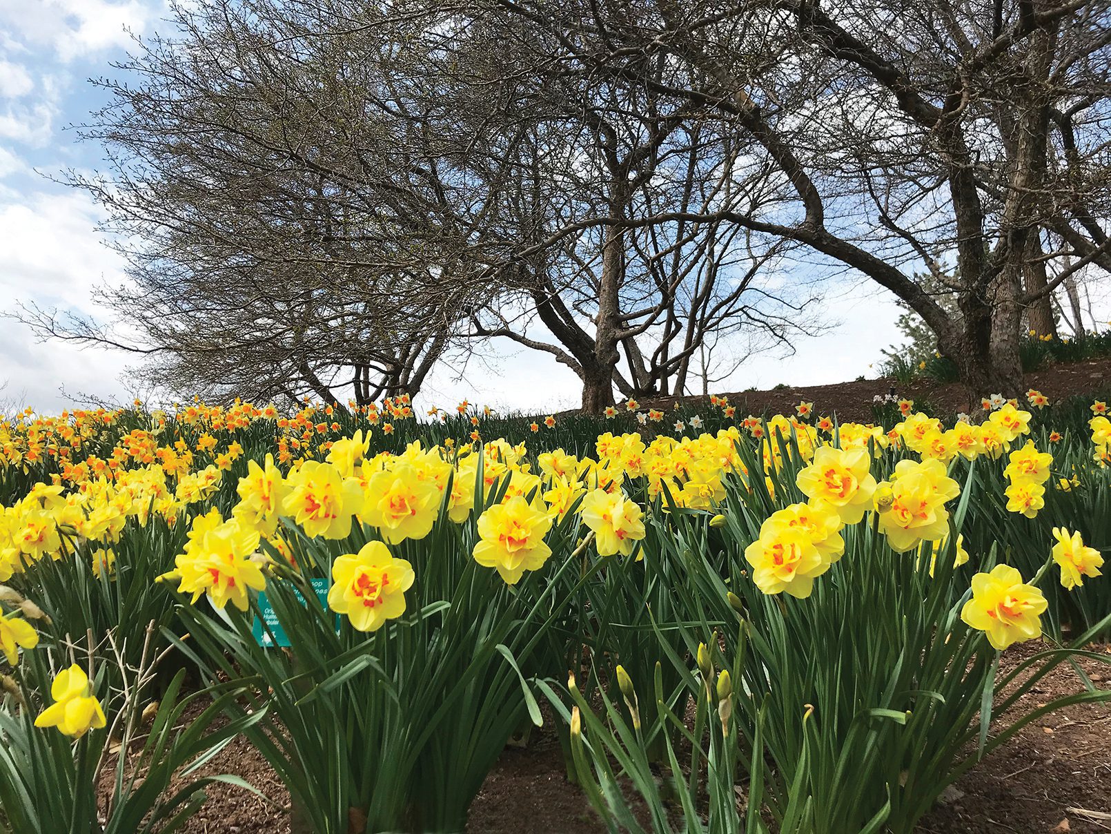 Spring Fling at Red Butte Garden