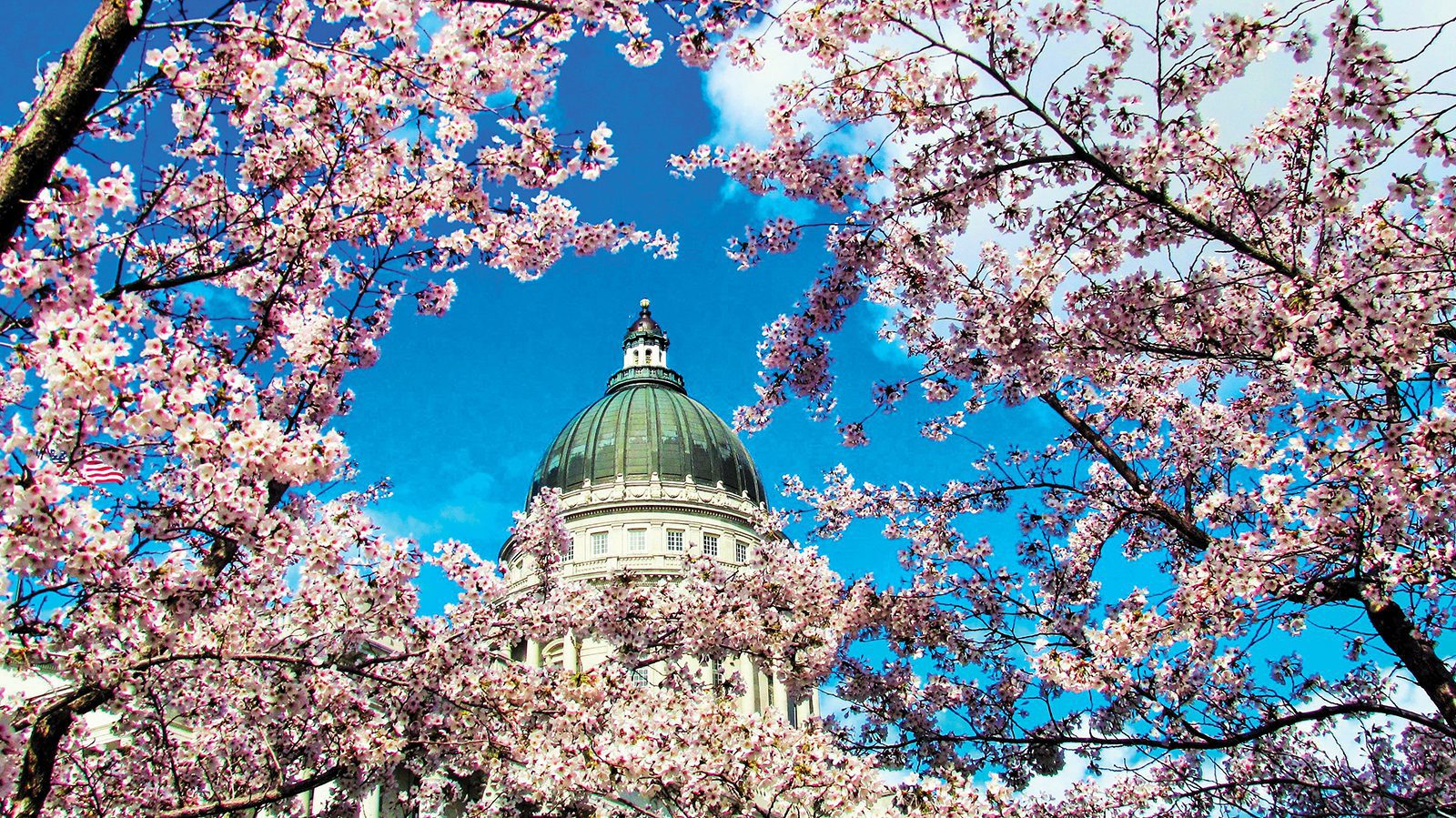 Cherry Blossoms and a Palette Perk-Up