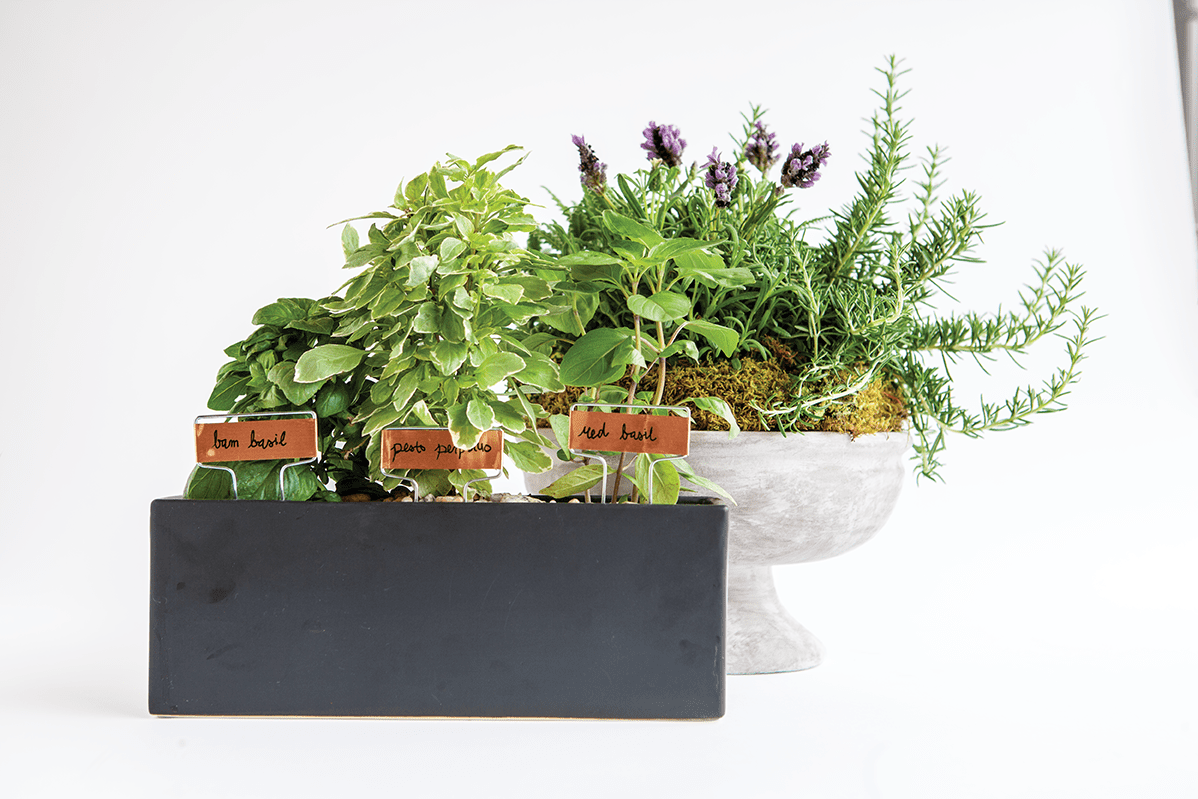 Pot Shot: Planting Herbs