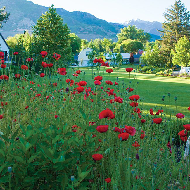 Garden Paradise by Eschenfelder Landscaping