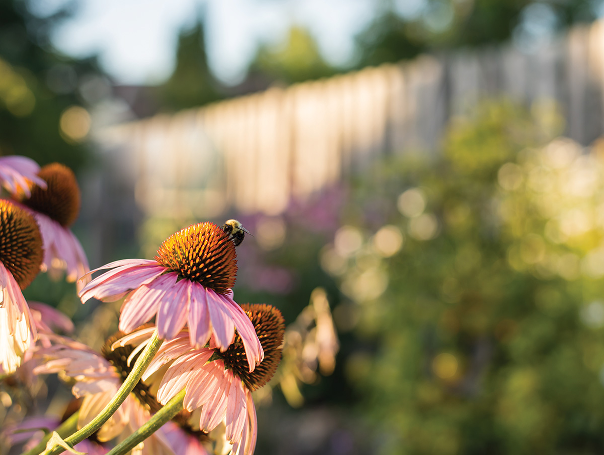 Planting Pollinator-Friendly Gardens: Tips from USU Extension