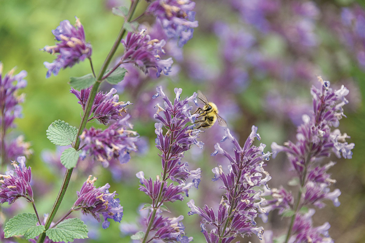 Utah-Native Pollinator Plants: A Planting Guide