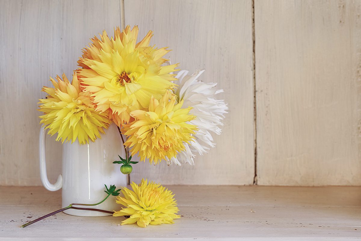 A Dalliance With Dahlias