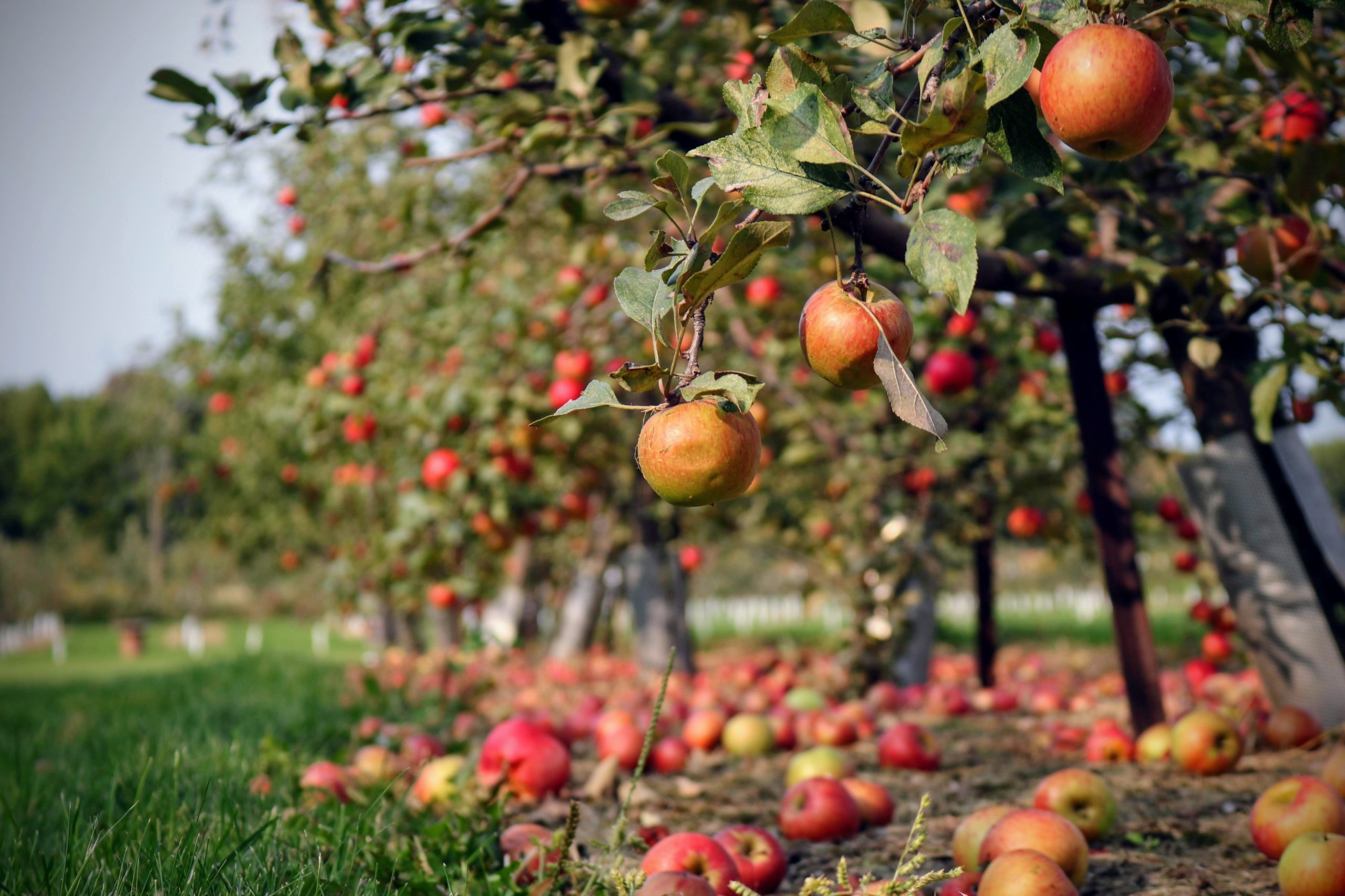 Ripe for Picking: Apple Picking in Utah