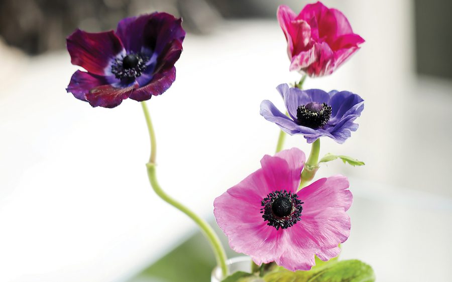 Spring to Life: Decorating with Simple and Stunning Florals