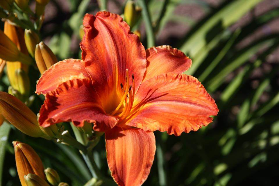 Red Butte Garden Design Workshops and Inspiration