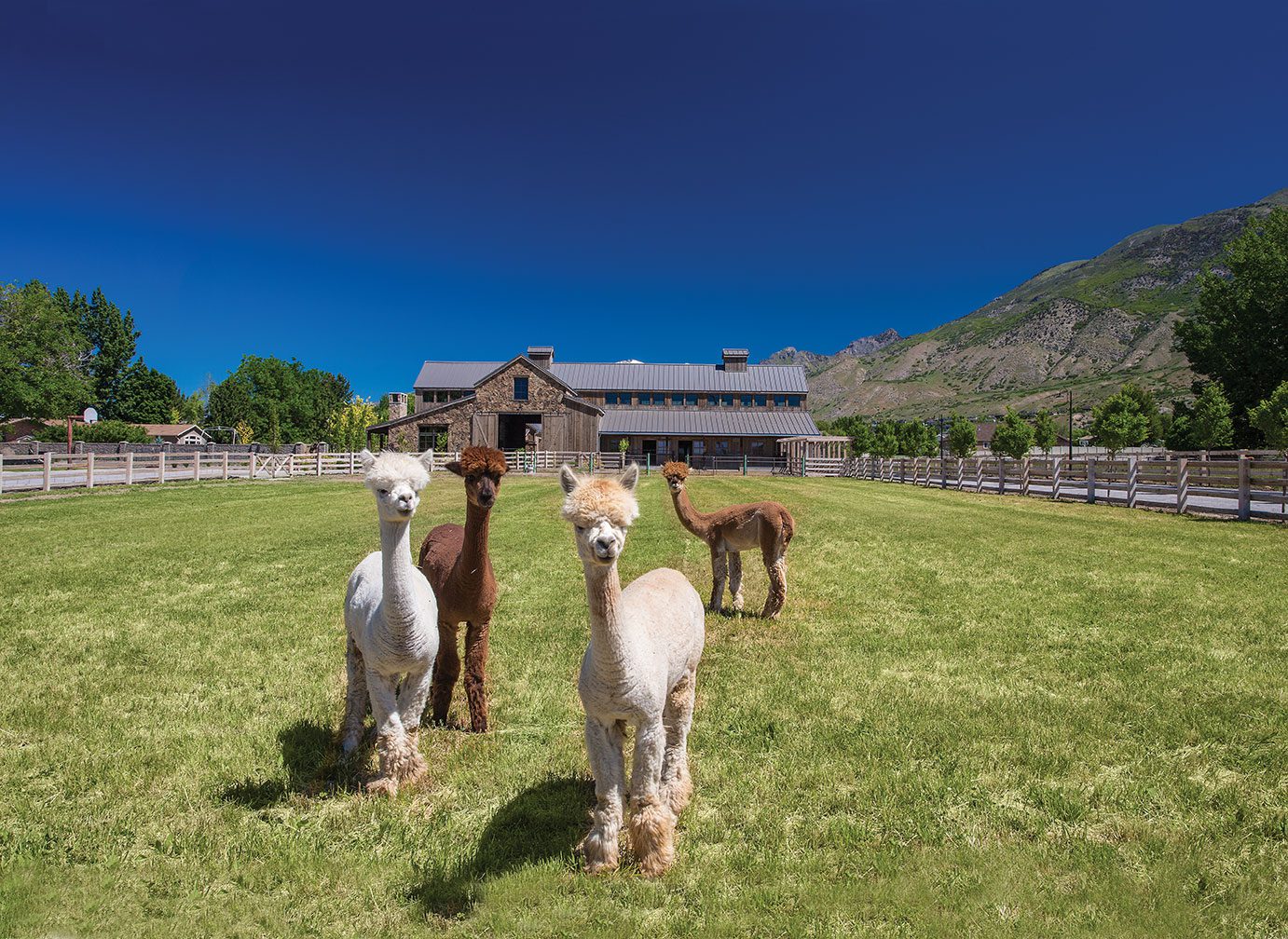 Farm Raised: Family-owned Modern Homestead